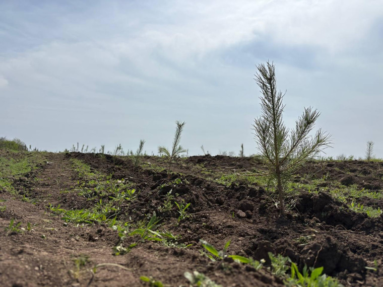 Озеленение городского округа. Озеленение городского округа.